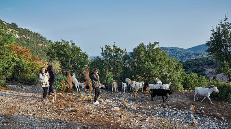 Walking with the goats at Yenice Vadi