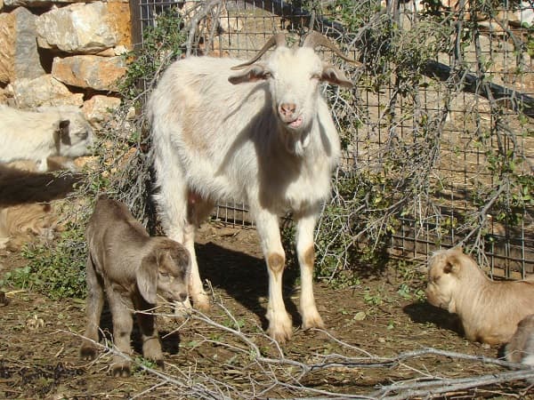 Goats at Yenice Vadi