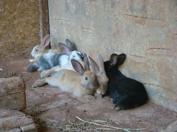 Rabbits at Yenice Vadi